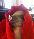 pig_in_a_blanket